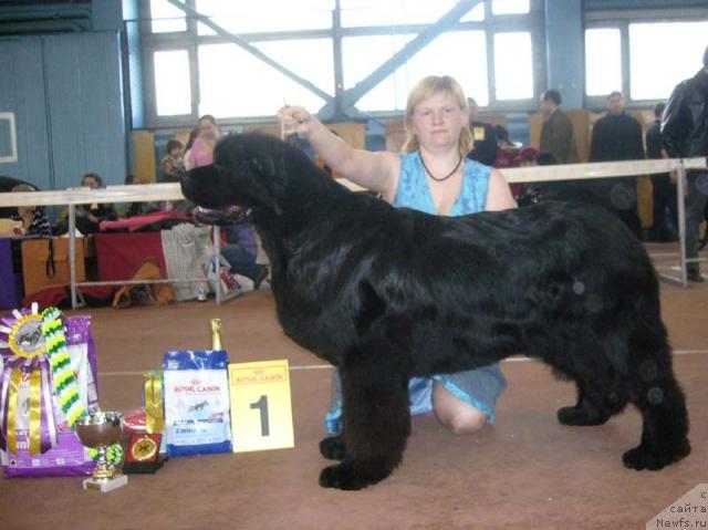 Фото: ньюфаундленд Велл Спирит Лилит (Vell Spirit Lillit)