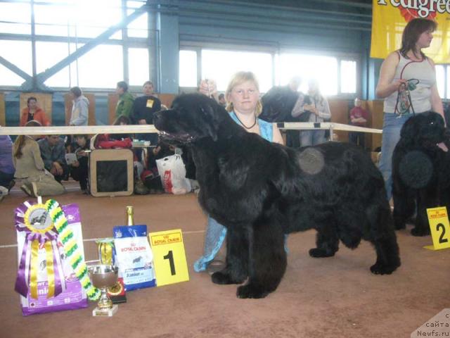 Фото: ньюфаундленд Велл Спирит Лилит (Vell Spirit Lillit)