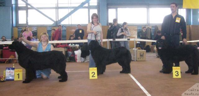 Фото: ньюфаундленд Велл Спирит Лилит (Vell Spirit Lillit), ньюфаундленд Маг Исполин Ежевика