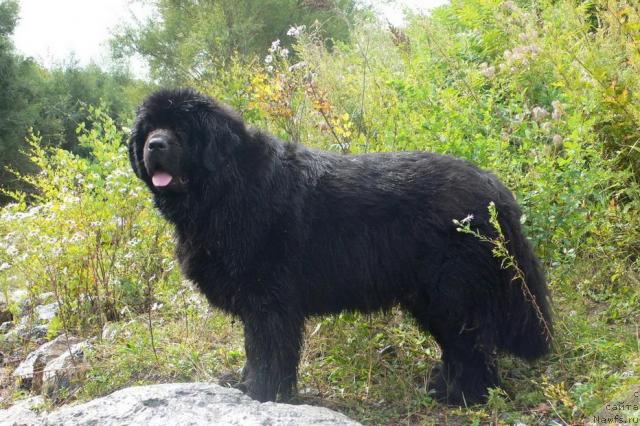 Фото: ньюфаундленд Супер Премиум Амелия Экшен