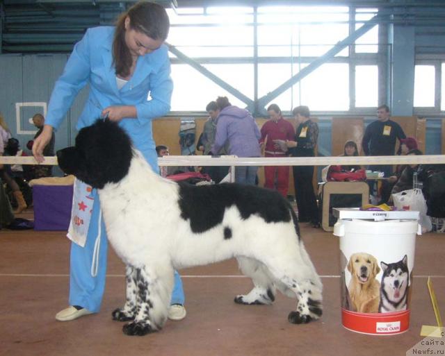 Фото: ньюфаундленд Супер Бизон Арго (Super Bizon Argo)