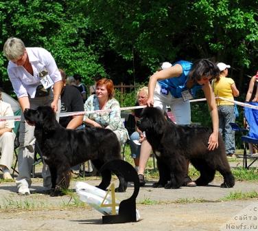 Фото: ньюфаундленд Топтыжка Сокровенная Мечта, ньюфаундленд Топтыжка Сияние от Айсберга