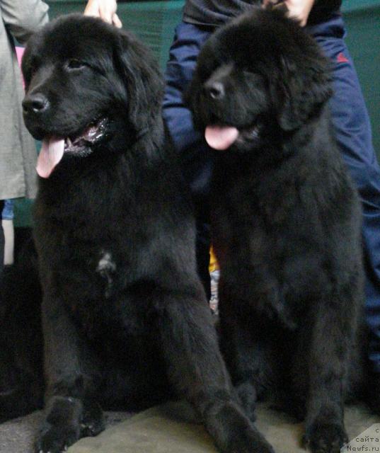 Фото: ньюфаундленд Их Высочество Баттерфляй Блэк Омелия, ньюфаундленд Их Высочество Бомонд Джастинг Тимберлэйк