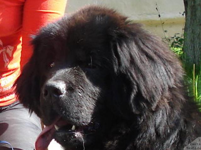 Фото: ньюфаундленд Их Высочество Баттерфляй Блэк Омелия