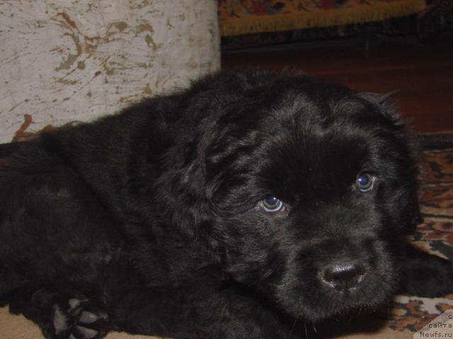 Фото: ньюфаундленд Юган с Тоянова Городка (Ygan s Toyanova Gorodka)