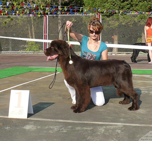 Фото: ньюфаундленд Каравэлла из Медвежьего Яра (Karavella iz Medvejyego Yara)