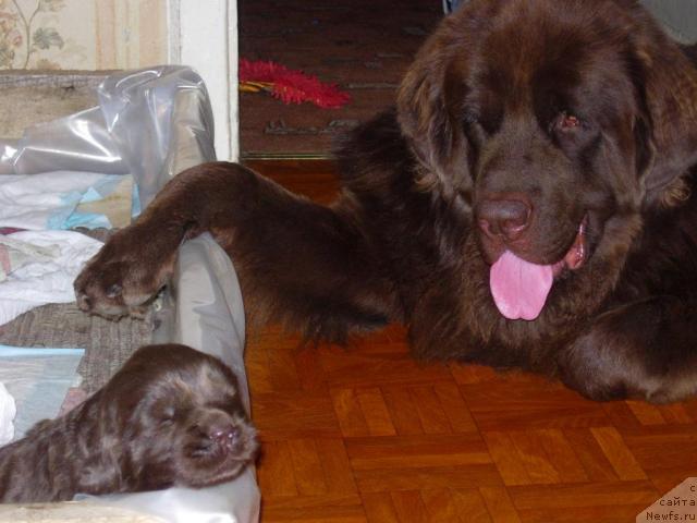 Фото: Андрей Ларин, доча Мэгги