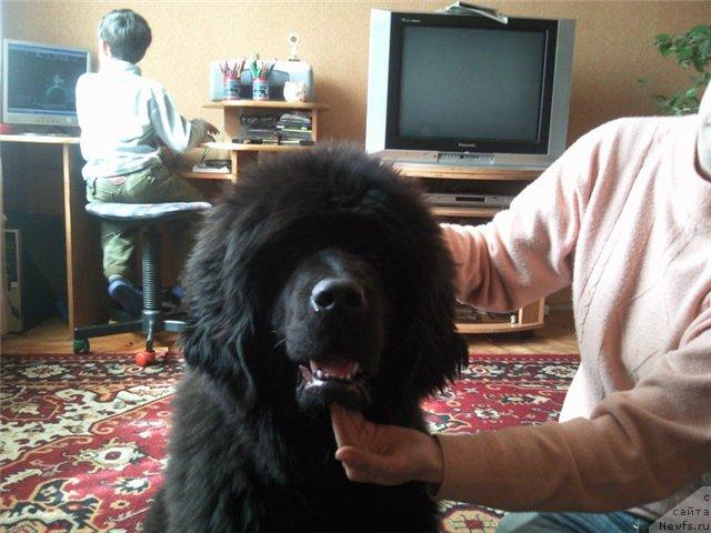 Фото: ньюфаундленд Грациозный со Звездного Неба