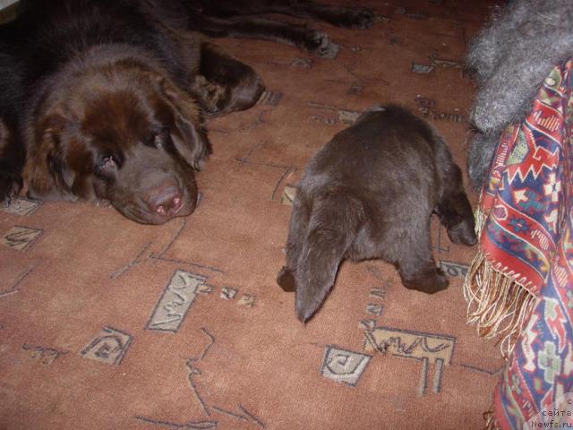 Фото: ньюфаундленд Конфуций, доча Раскрасавицы (3 недели 2 дня)