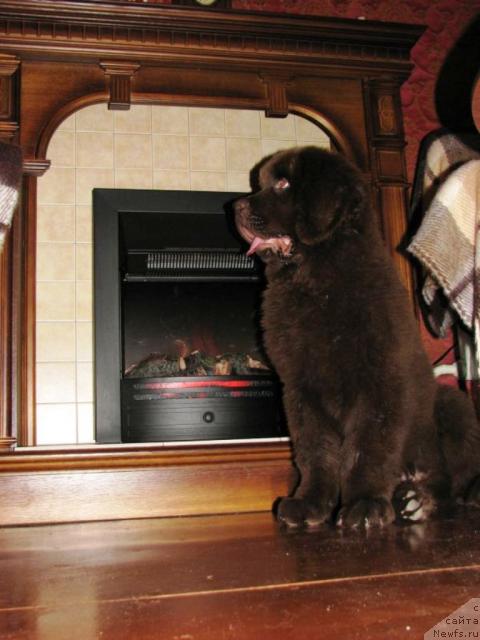 Фото: ньюфаундленд Аристократ от Рафаэллы