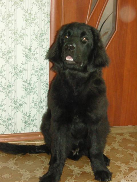 Фото: ньюфаундленд Аваддан