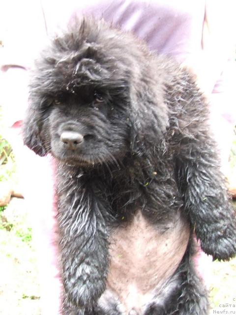 Фото: ньюфаундленд Плюшевая Панда Рапсодия Любви