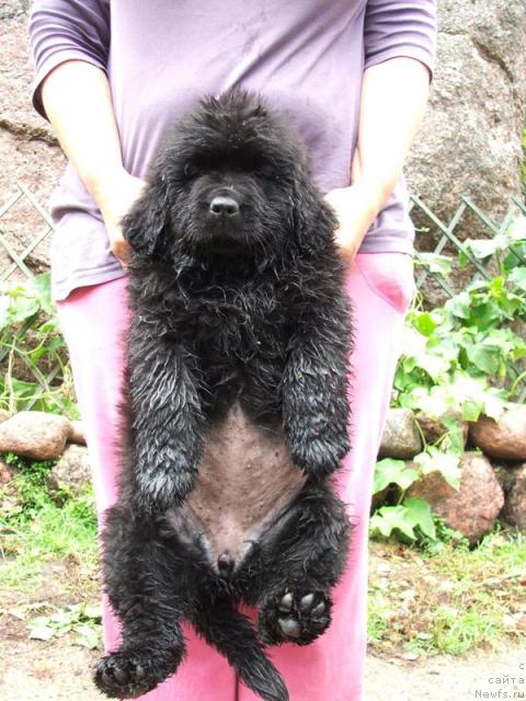 Фото: ньюфаундленд Плюшевая Панда Рапсодия Любви