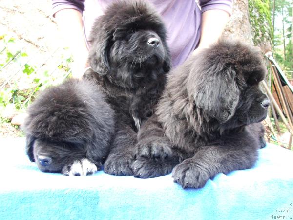 Фото: ньюфаундленд Плюшевая Панда Романс для Тебя