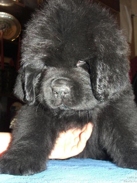 Фото: ньюфаундленд Плюшевая Панда Рапсодия Любви