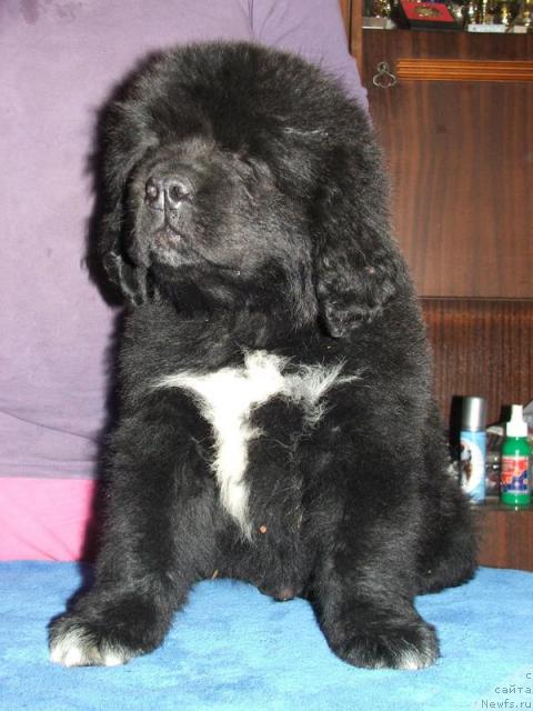 Фото: ньюфаундленд Плюшевая Панда Романс для Тебя