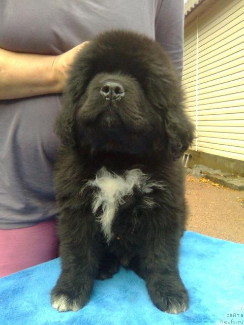 Фото: ньюфаундленд Плюшевая Панда Романс для Тебя