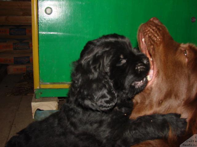 Фото: ньюфаундленд Лесная Сказка Изольда, ньюфаундленд Юган с Тоянова Городка (Ygan s Toyanova Gorodka)