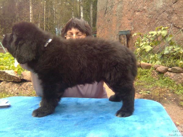Фото: ньюфаундленд Плюшевая Панда Романс для Тебя
