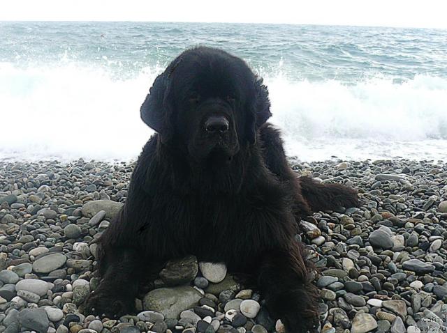 Фото: ньюфаундленд Акватория Келвин Голден Спирит (Aquatoriya Kelvin Golden Spirit)