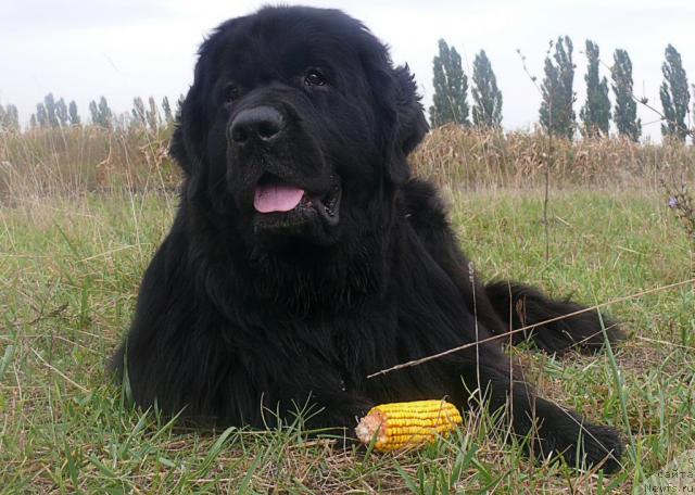 Фото: ньюфаундленд Акватория Келвин Голден Спирит (Aquatoriya Kelvin Golden Spirit)