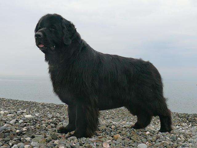 Фото: ньюфаундленд Акватория Келвин Голден Спирит (Aquatoriya Kelvin Golden Spirit)