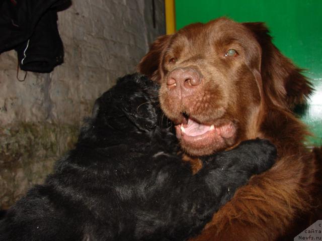 Фото: ньюфаундленд Лесная Сказка Изольда, ньюфаундленд Юган с Тоянова Городка (Ygan s Toyanova Gorodka)