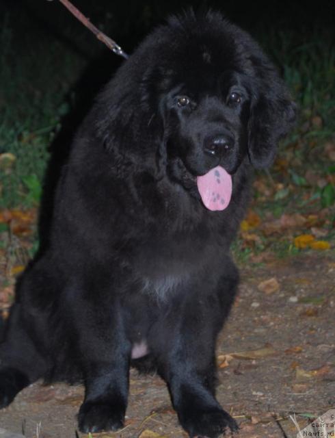 Фото: ньюфаундленд Формула Любви от Сибирского Медведя