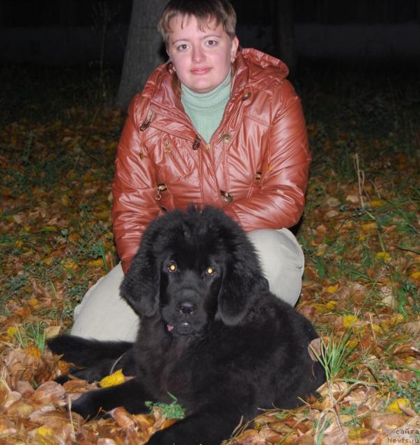 Фото: ньюфаундленд Формула Любви от Сибирского Медведя, Елена Попова