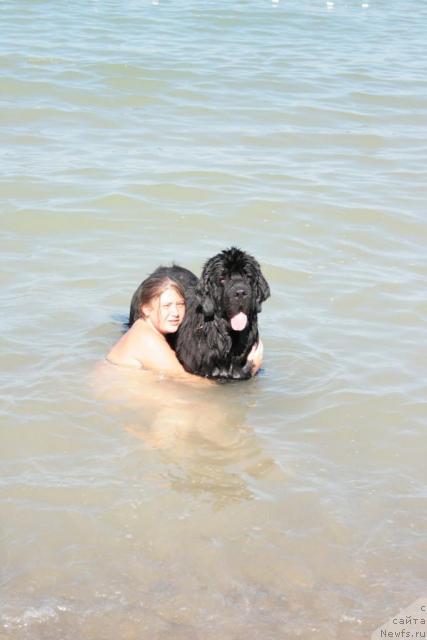 Фото: ньюфаундленд Сент Джонс Оскар (Sent Djons Oskar)