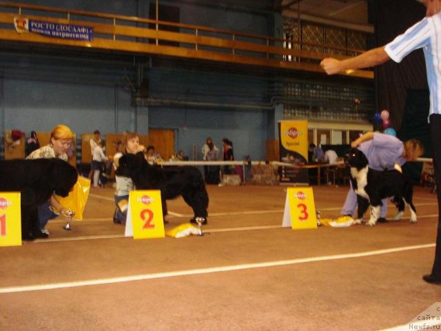 Фото: ньюфаундленд Их Высочество Баттерфляй Блэк Омелия, ньюфаундленд Ньюфорт Любимая Забава, ньюфаундленд Супер Бизон Гера