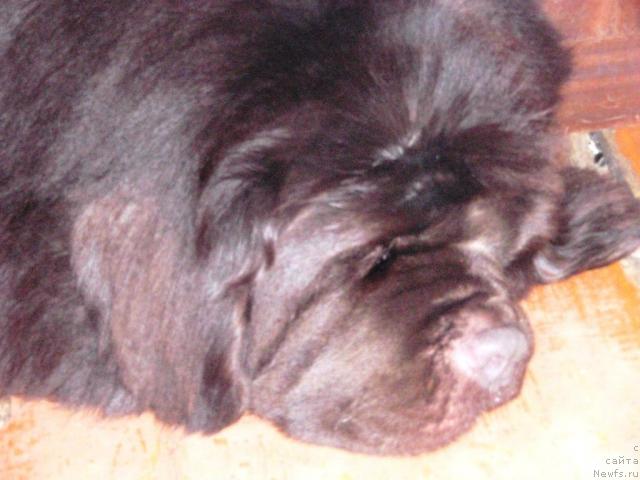 Фото: ньюфаундленд Супер Премиум Брабус