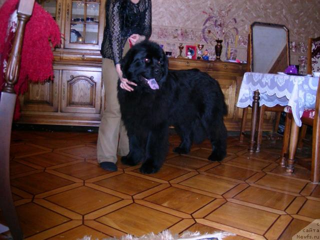 Фото: ньюфаундленд Айвенго Анджели