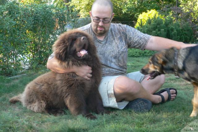 Фото: ньюфаундленд Синдбад Мореход