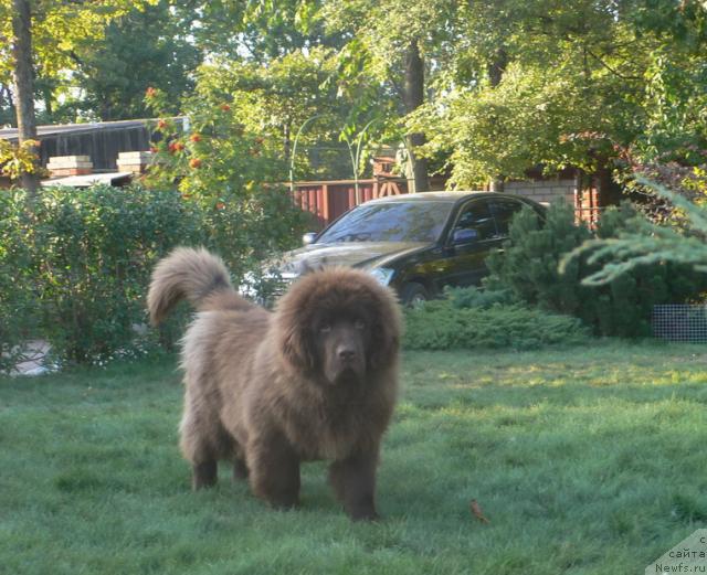 Фото: ньюфаундленд Синдбад Мореход