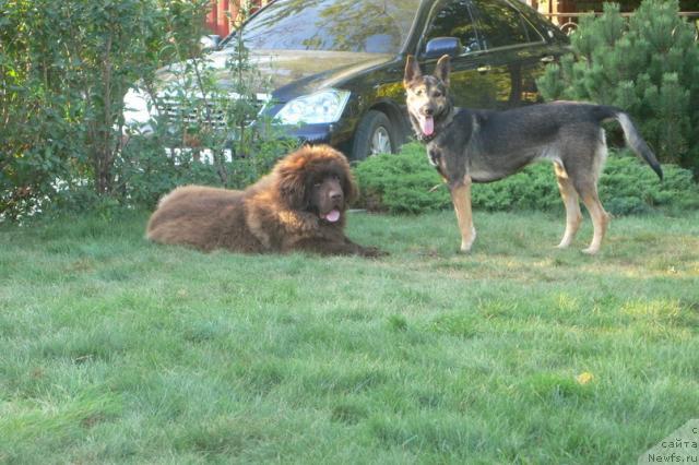 Фото: ньюфаундленд Синдбад Мореход