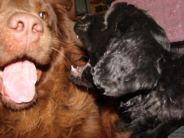 Фото: ньюфаундленд Лесная Сказка Изольда, ньюфаундленд Юган с Тоянова Городка (Ygan s Toyanova Gorodka)