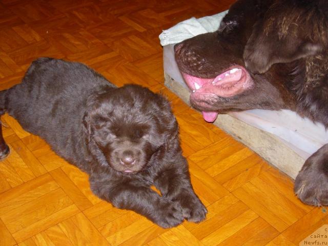 Фото: ньюфаундленд Конфуций, Тоскана доча Мэгги (Раскрасавица Лесная сказка)