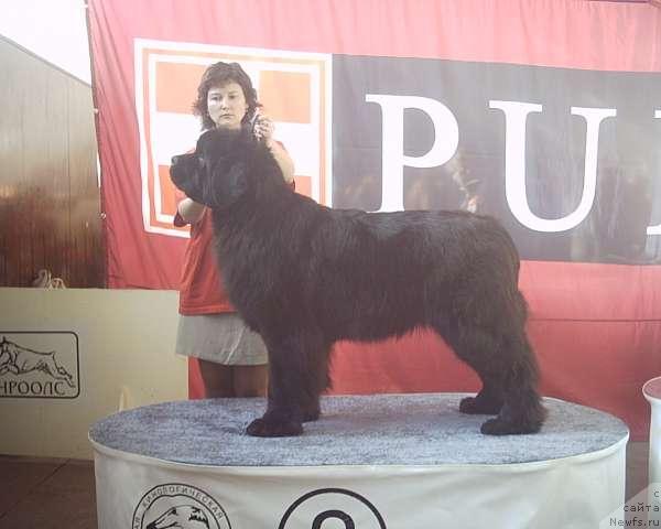 Фото: ньюфаундленд Её Величество от Сибирского Медведя (EE Velichestvo ot Sibirskogo Medvedja), Елена Захарова