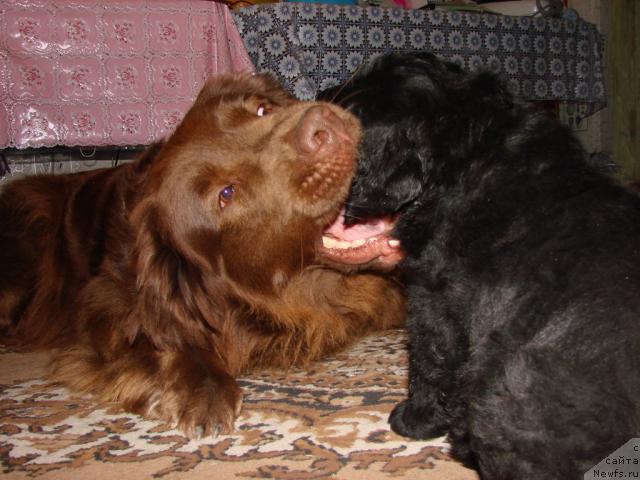 Фото: ньюфаундленд Лесная Сказка Изольда, ньюфаундленд Юган с Тоянова Городка (Ygan s Toyanova Gorodka)