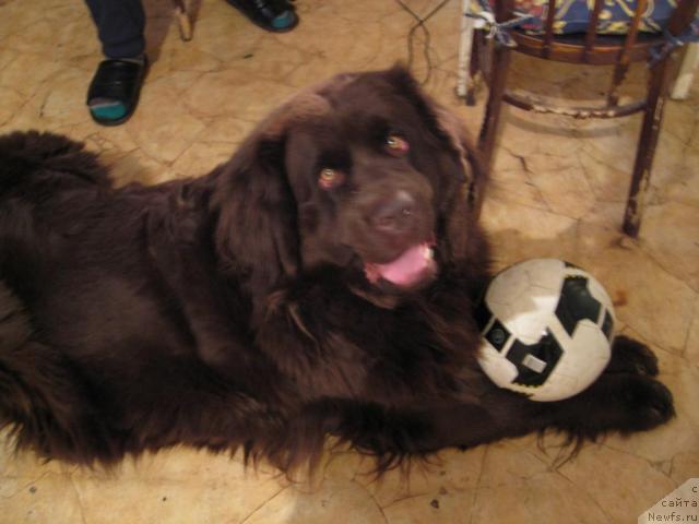 Фото: ньюфаундленд Нью Спейс Вива Виктория