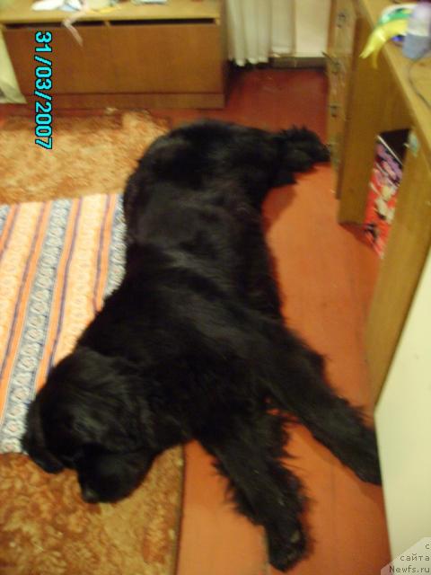 Фото: ньюфаундленд Маг Исполин Ежевика