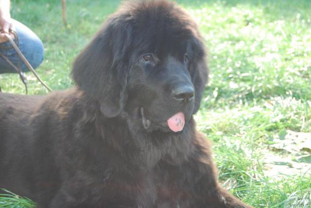 Фото: ньюфаундленд Формула Любви от Сибирского Медведя