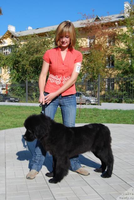 Фото: ньюфаундленд Формула Любви от Сибирского Медведя