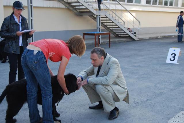 Фото: ньюфаундленд Формула Любви от Сибирского Медведя