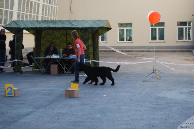 Фото: ньюфаундленд Формула Любви от Сибирского Медведя