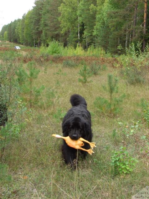 Фото: ньюфаундленд Лесная Сказка Лунная Соната