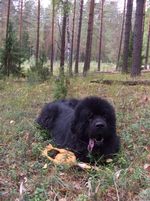 Фото: ньюфаундленд Анджел Викториус