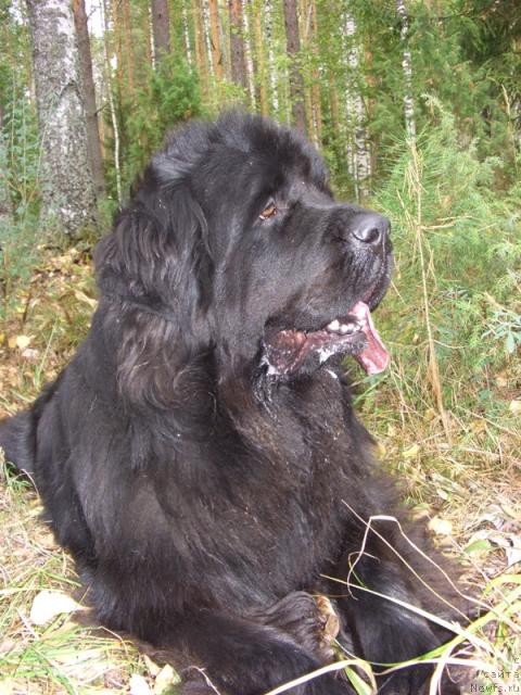 Фото: ньюфаундленд Акин Соул София