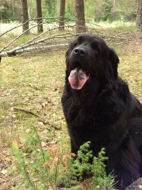 Фото: ньюфаундленд Лесная Сказка Лунная Соната